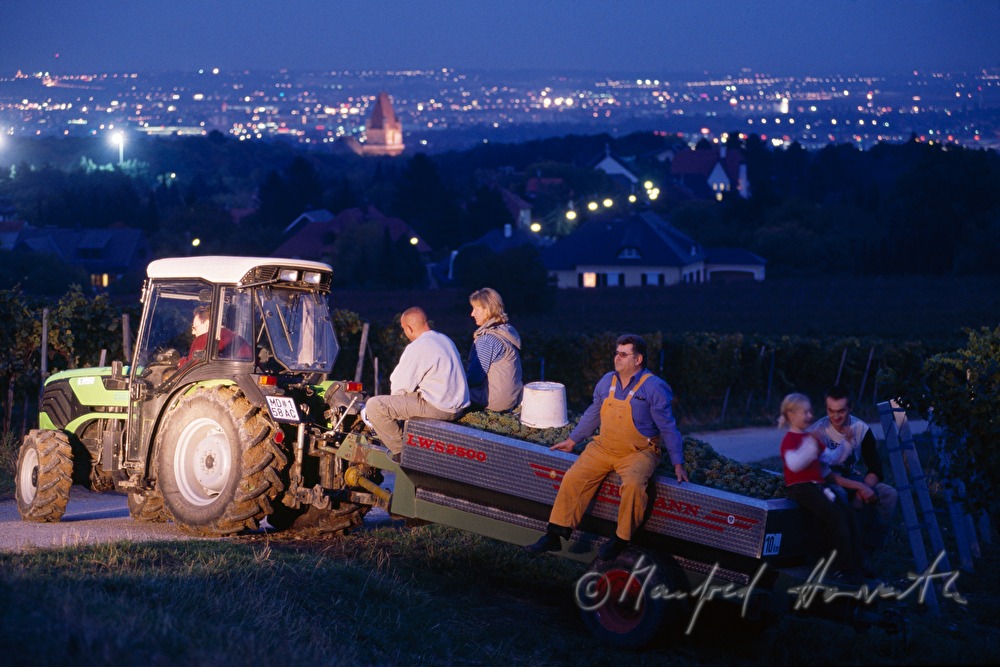 harvest workers go home from the vineyard