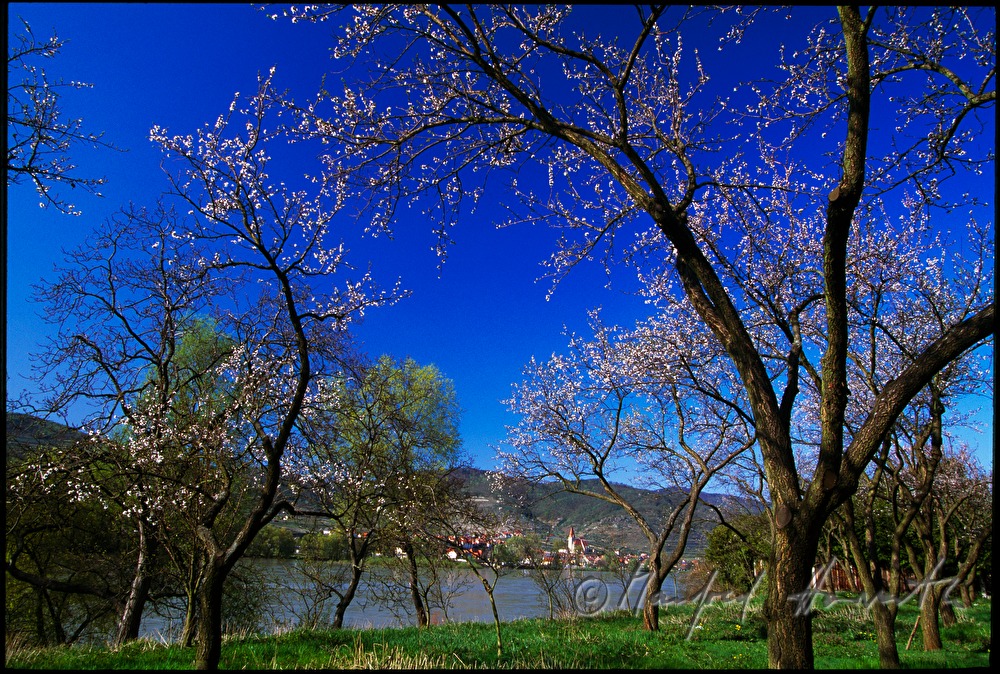 blooming apricot trees and the Danube