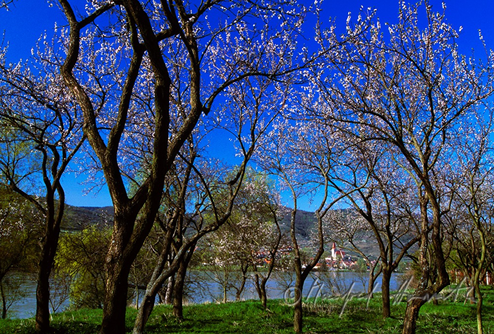 blooming apricot trees and the Danube