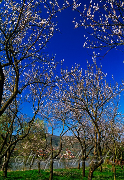 blooming apricot trees and the Danube