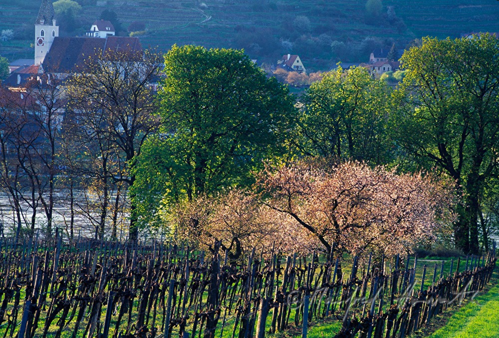 blooming apricot trees in the vineyard