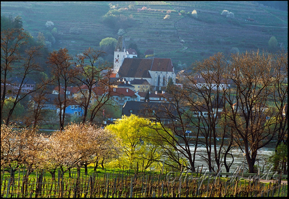 blooming apricot trees in the vineyard