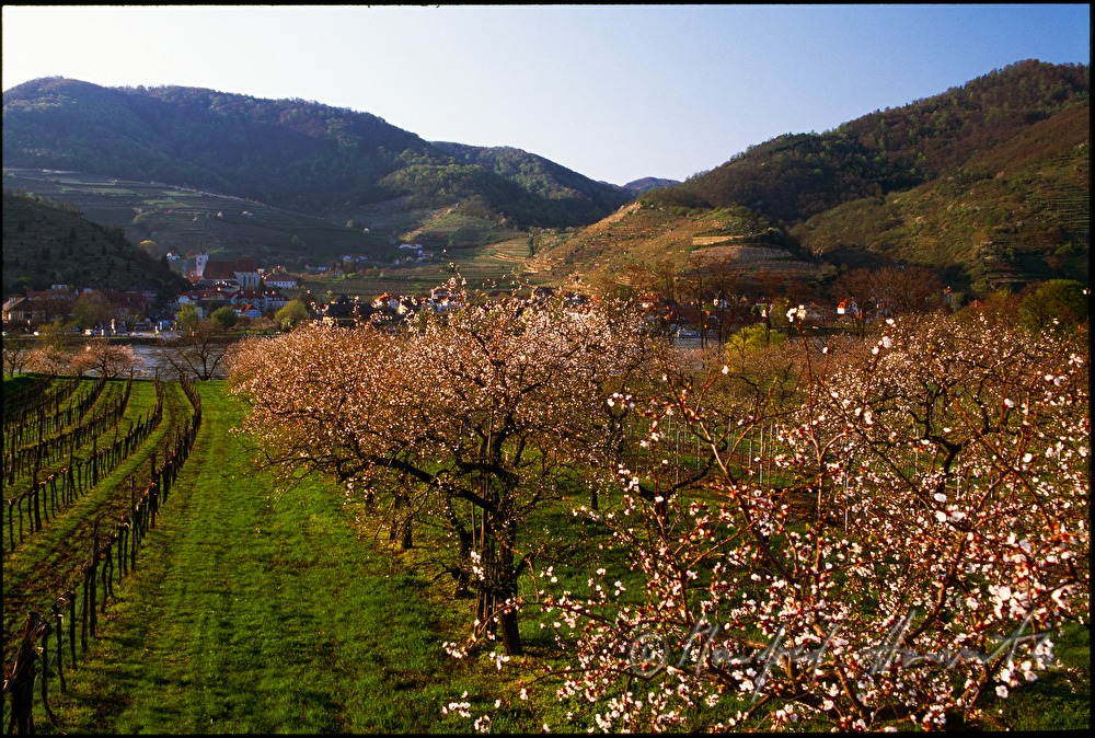 blooming apricot trees in the vineyard