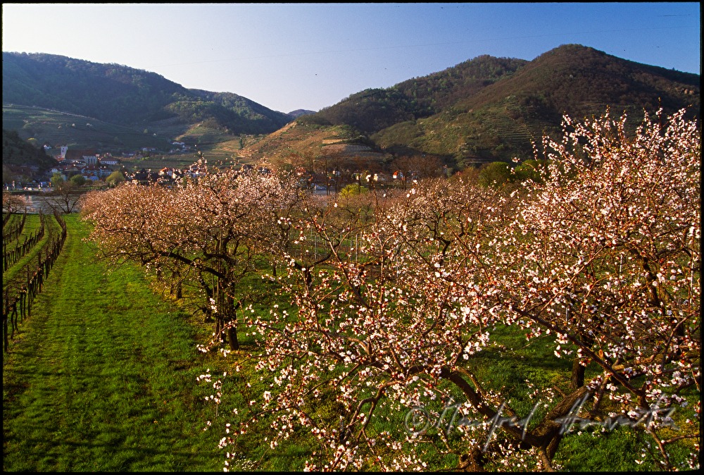 blooming apricot trees and the Danube