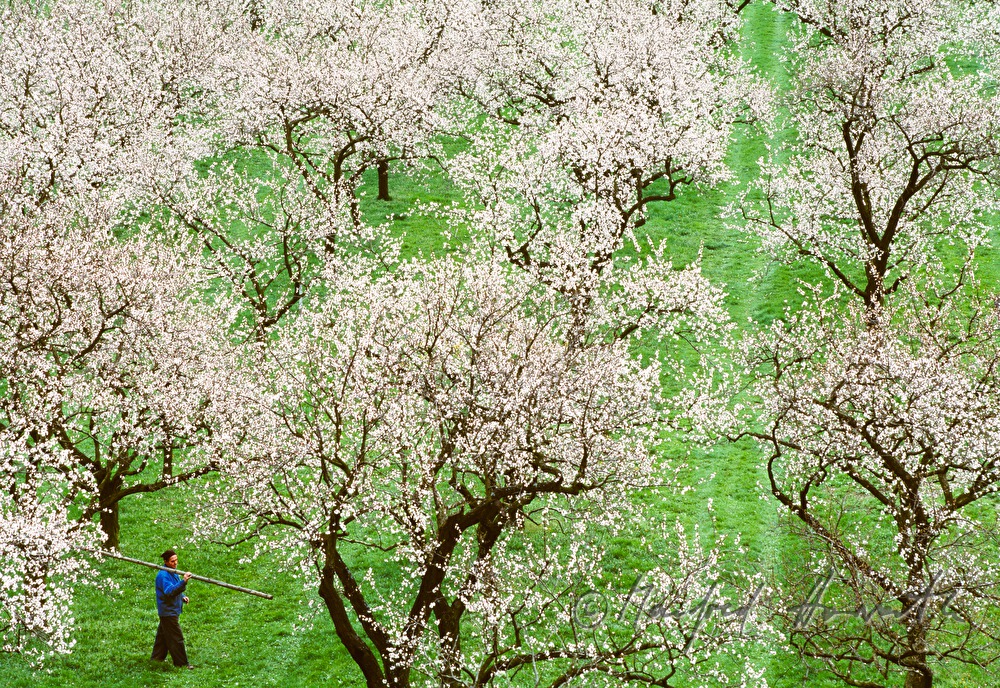 blooming apricot trees and a farmer