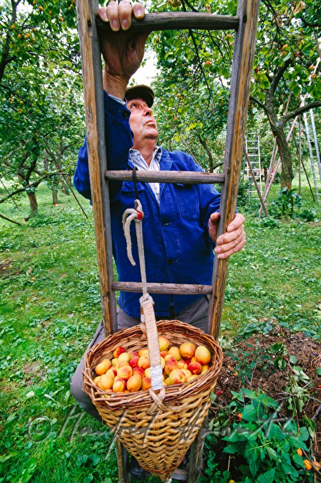 harvester with a basket full of apricots