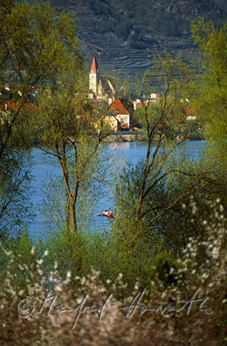 blooming apricot trees and the Danube