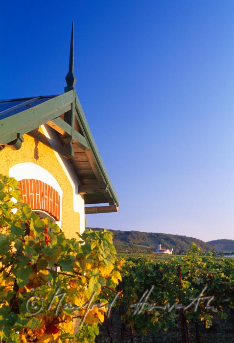 wine cellar in the vineyards
