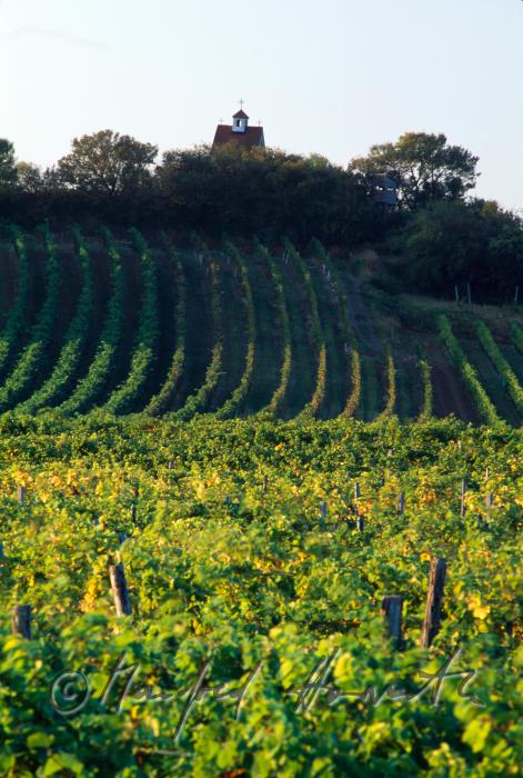 chapel Saint Urban in the vineyards