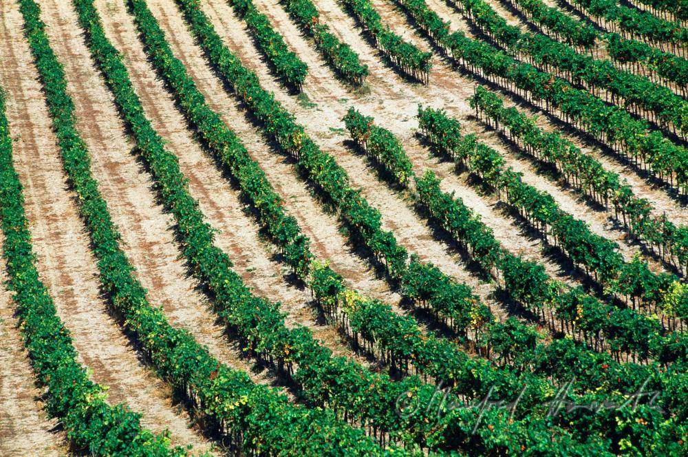 alignment of wine in the vineyard