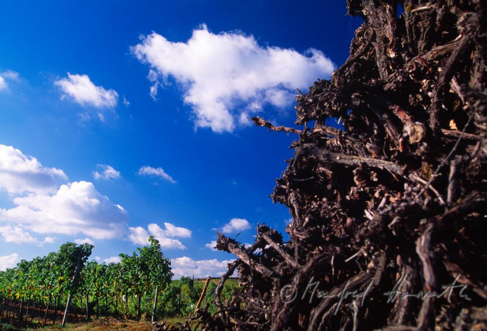 heap of grapevines and a vineyard