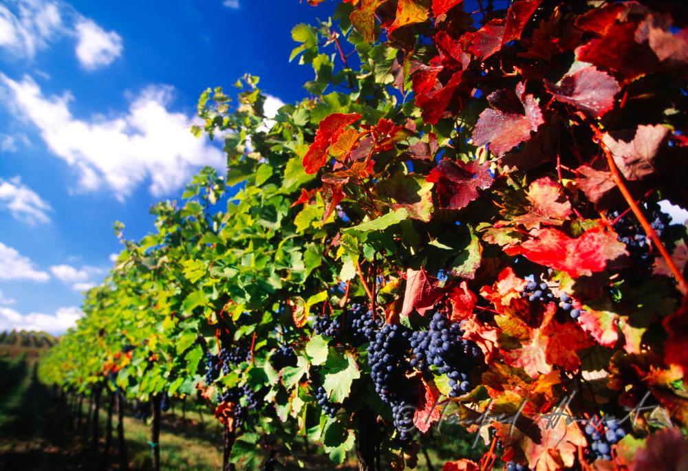 black grapes in the vineyards