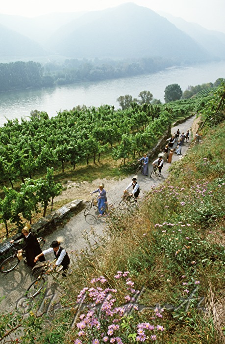 bicyclists in local costumes in the vineyard
