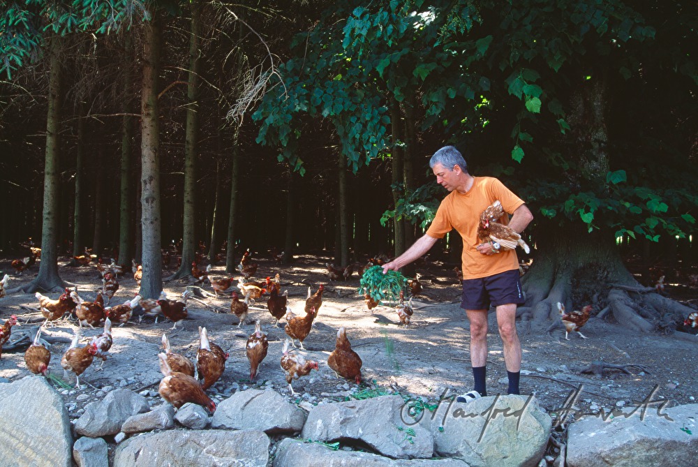 chicken farmer with hens in the bawn