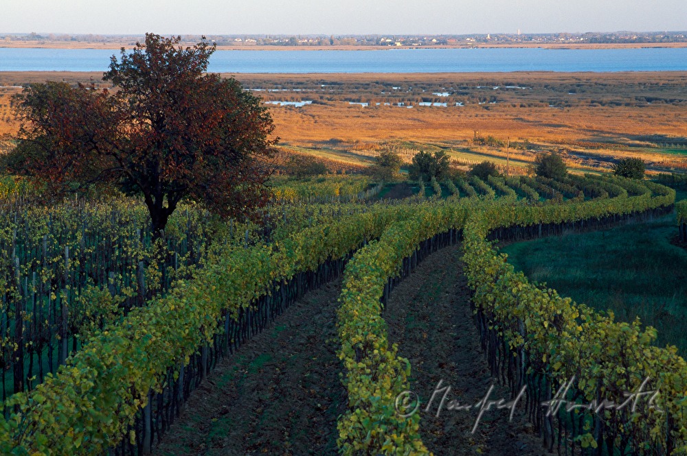 vineyards on Rusterberg