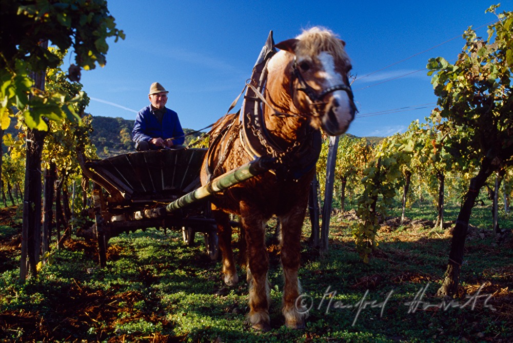 vintner with horse cab in the vineyard