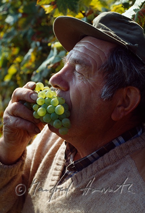 winegrower tastes grapes