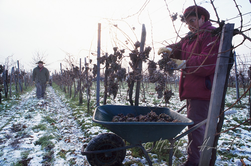 grape harvest of ice wine