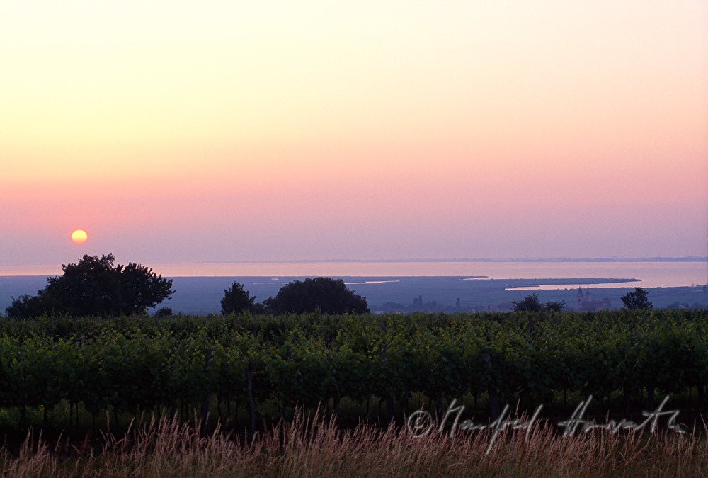vineyards and Neusiedlersee