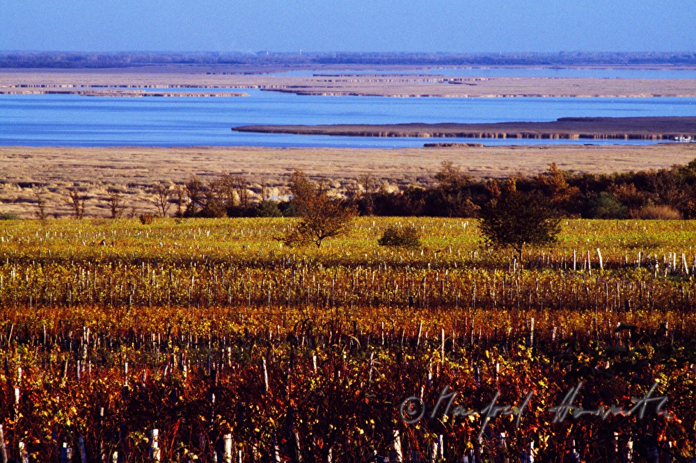 vineyards on Rusterberg