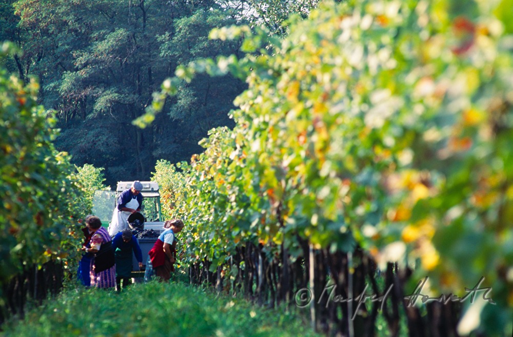 wine harvest near Moerbisch