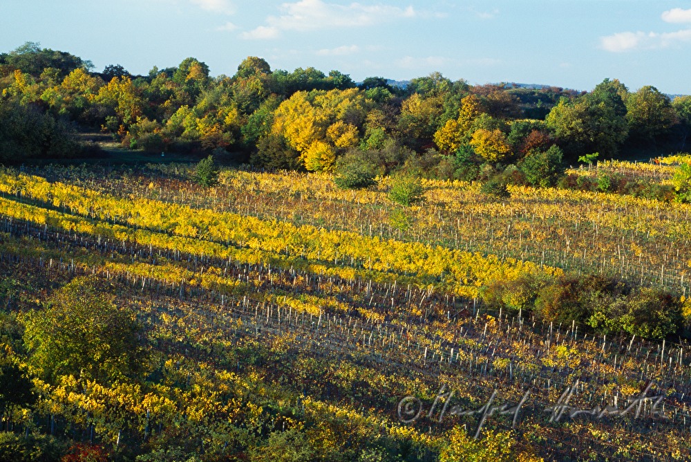 vineyards on Rusterberg