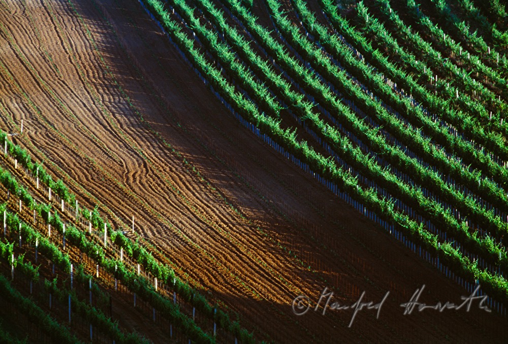 old and joung vineyards