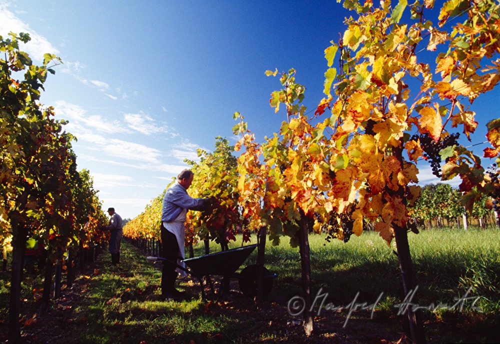 wine harvest near Moerbisch