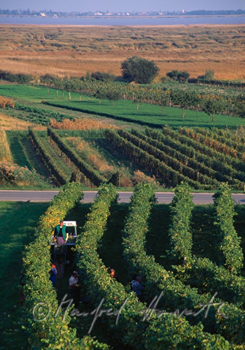 wine harvest near Moerbisch