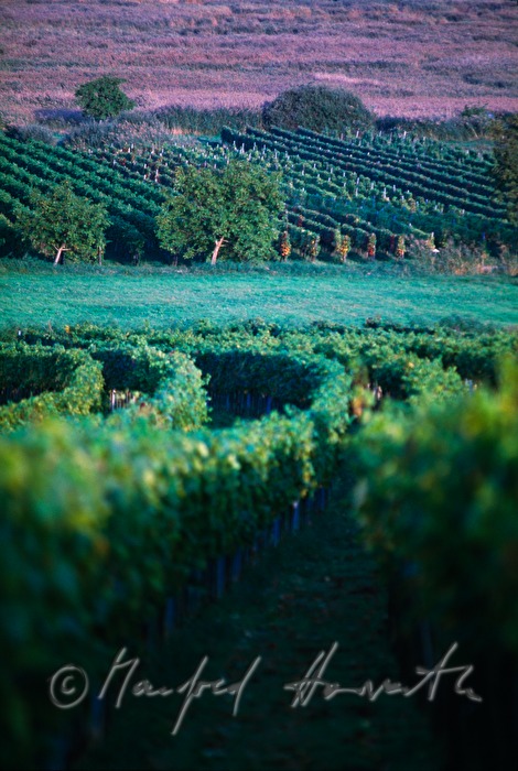 vineyards near Moerbisch