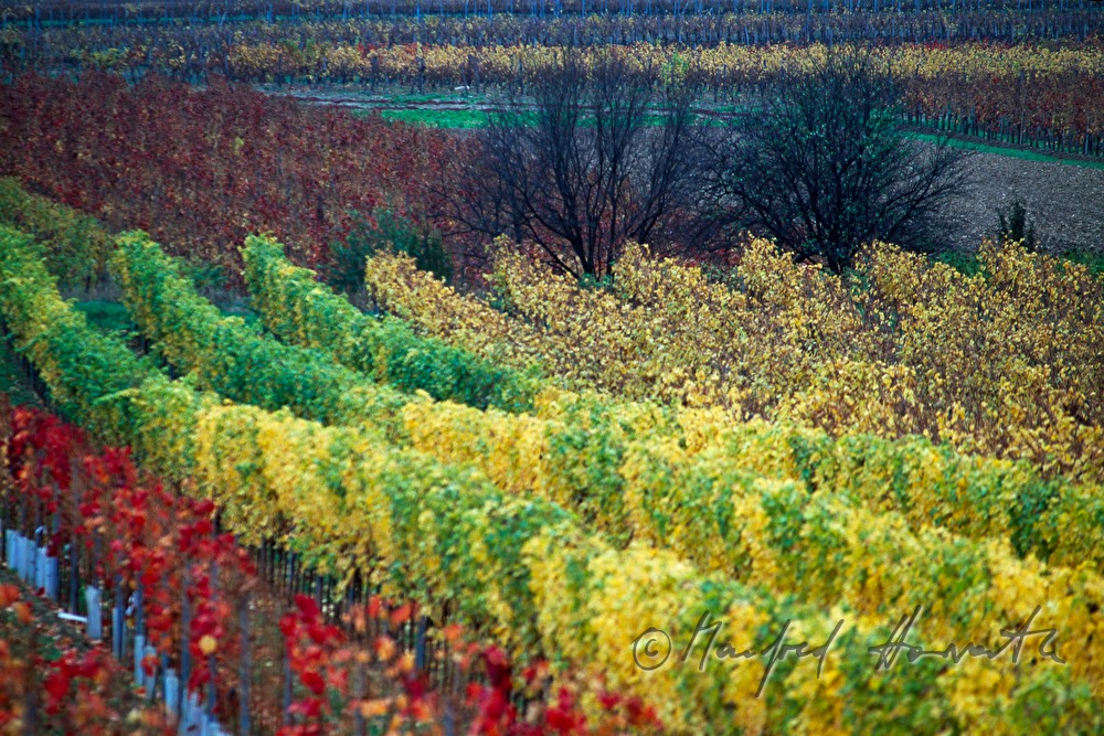 vineyards near Kleinhoeflein