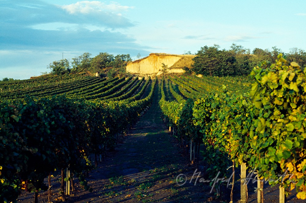 vineyards and sandhill near Gols