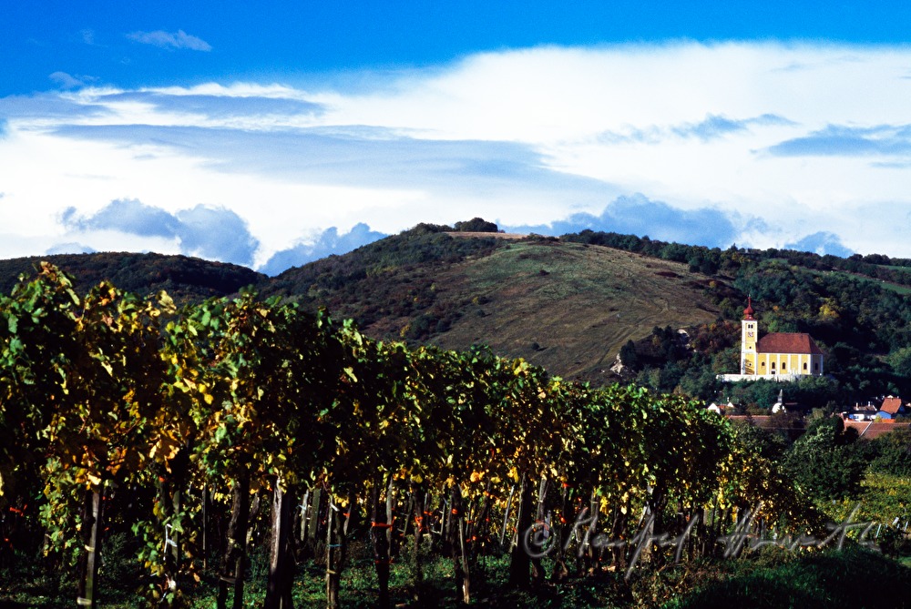 vineyards near Donnerskirchen