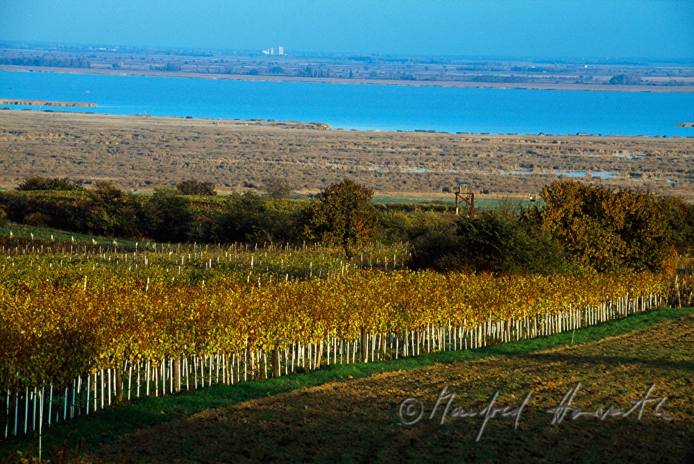 vineyards on Rusterberg