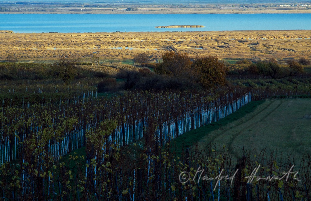 vineyards on Rusterberg