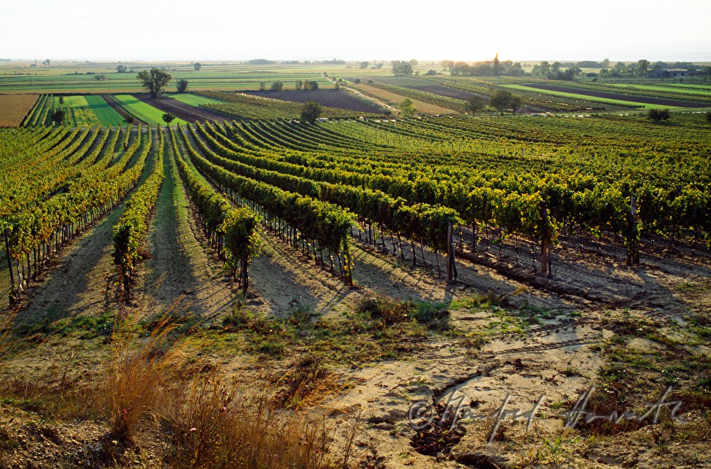 vineyards near Gols