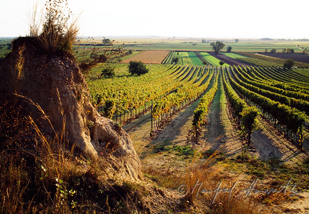 vineyards near Gols