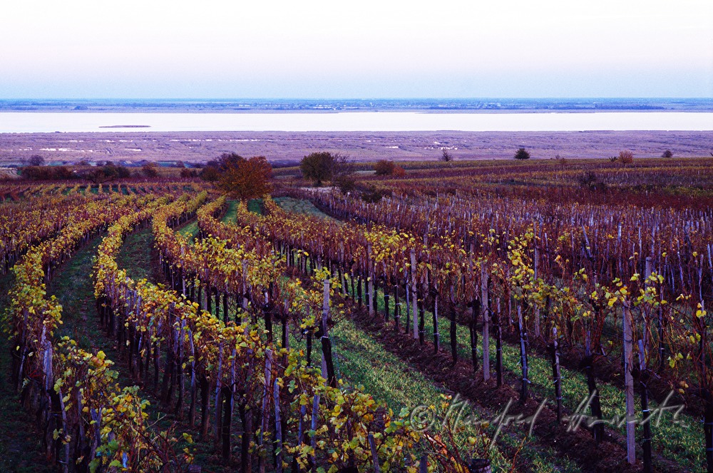 vineyards on Rusterberg