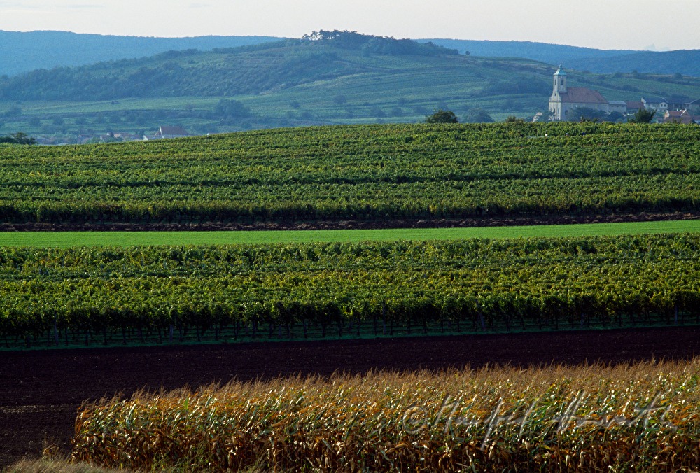 vineyards near Jois