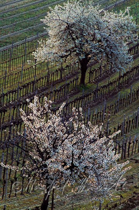 blooming cherry trees in the vineyard