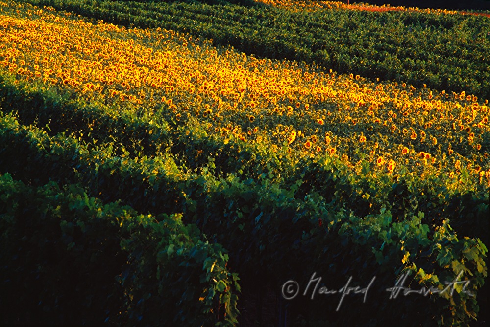 sunflowers and vineyards