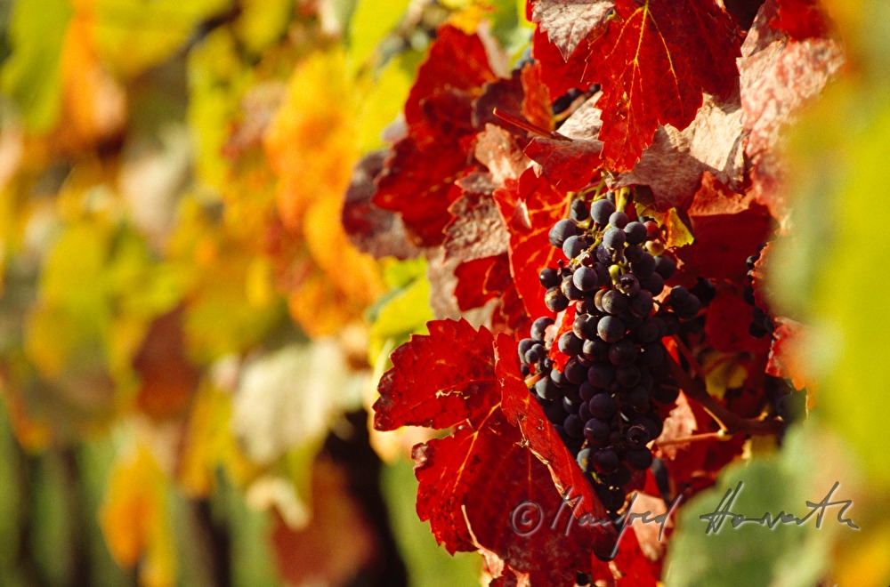 blue grapes on the vine