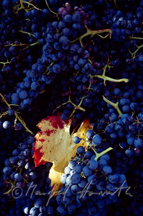 blue grapes on the vine