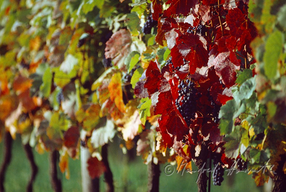 blue grapes on the vine