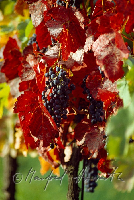 blue grapes on the vine