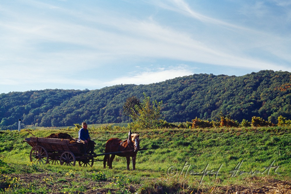vintner with horse cab in the vineyard