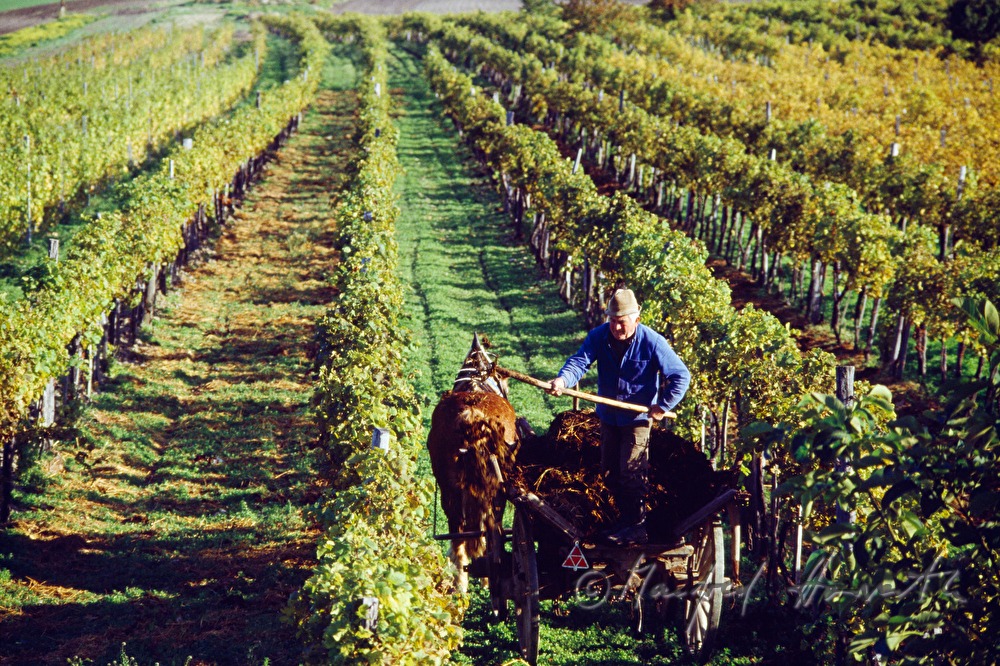vintner with horse cab in the vineyard