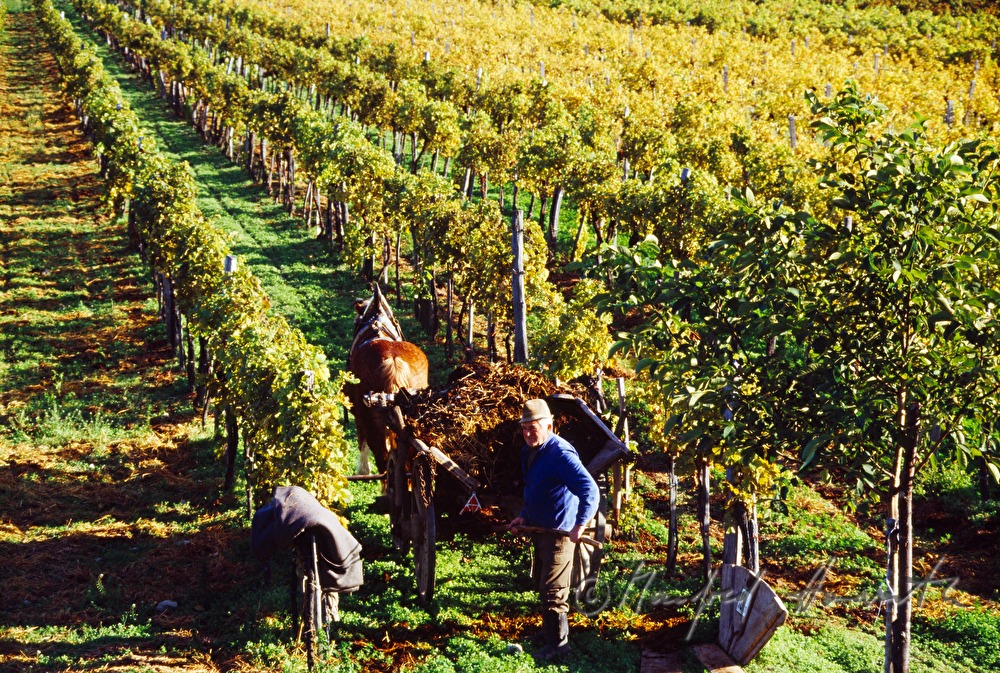 vintner with horse cab in the vineyard