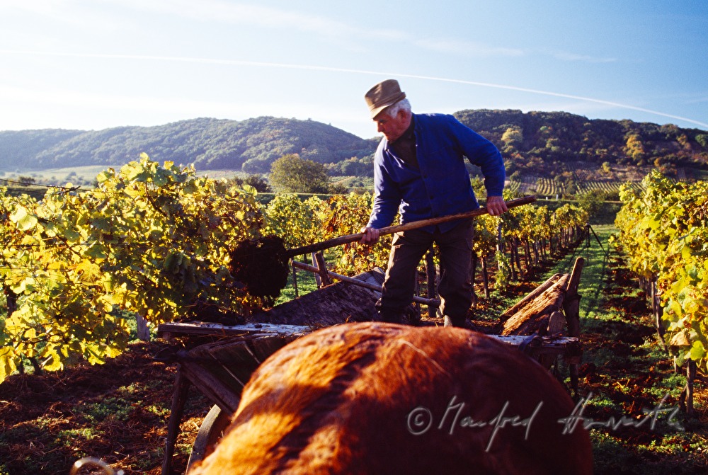 vintner with horse cab in the vineyard