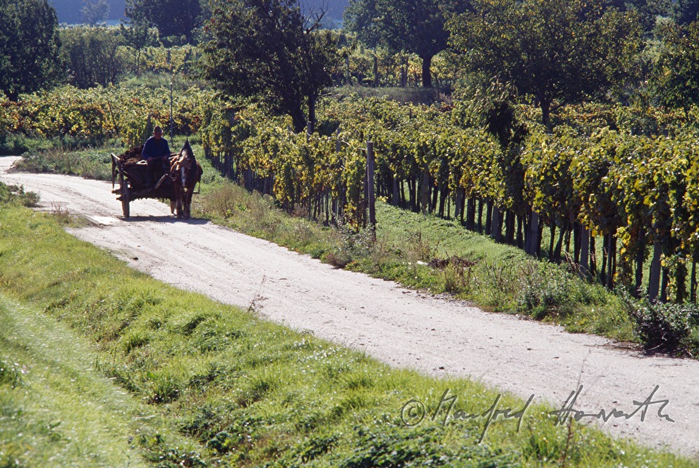 vintner with horse cab in the vineyard